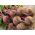 Beetroot "Red Ball" - Biji-Biji Berasi - 100 biji - Beta vulgaris var. conditiva      - benih