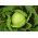Bắp cải trắng "Fantasia" - để che phủ và canh tác trên đồng ruộng - HẠT GIỐNG - 100 hạt - Brassica oleracea convar. capitata var. alba