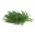 Garden dill "Bouquet" - for pot cultivation - COATED SEEDS - 300 seeds