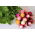 Radish variety mix - round roots - SEED TAPE
