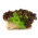 Lettuce - variety mix - COATED SEEDS - 250 seeds