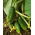 Uborka - Wisconsin SMR 58 - 250 magok - Cucumis sativus