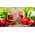 Radish "Krasa" - round, carmine-red roots - 850 seeds