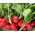 Ravanello - Cherry Belle - Raphanus sativus L. - semi