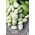 Puffbohne 'Yankel White' - 500 g; Dicke Bohne, Ackerbohne, Saubohne, Schweinsbohne, Favabohne, Pferdebohne