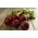 Pancar "Koyu Kırmızı Top" - 100 gr tohum - 5000 tohum - Beta vulgaris L. - tohumlar