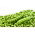 Erwt - Telephone - 500 gram - 2000 zaden - Pisum sativum