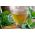 ตำแย - ปลูกสมุนไพรที่มีค่านี้ด้วยตัวเอง ตำแยที่กัด - 700 เมล็ด - Urtica dioica