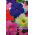 Petunia "Cascade" - multicolour variety mix "Superkaskadia" - 12 seeds