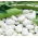 Broad Bean - Dragon - Vicia faba - Creamy Seeds, Perfect for Preserving - Fresh Seeds