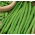 Bean "Esterka" - vỏ xanh, không dây, ngon - Phaseolus vulgaris L. - hạt
