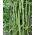 Cowpea "Splendor" - stringless pods up to 60 cm long - 60 seeds