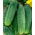 Almindelig Agurk – Osiris F1 - 175 frø - Cucumis sativus