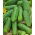 Concombre - Tarot F1 - 175 graines - Cucumis sativus