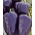Pimiento - Nokturn - Capsicum L. - semillas