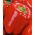 Paprika – Trapezoid - Capsicum L. - sėklos