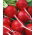 Radish "Fiesta" - rapidly growing, round or heart-shaped, carmine red roots - 850 seeds