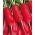 Radish "Kaja" - srednje duge, karminsko-crvene, nježno ukusne korijene - 850 sjemenki - Raphanus sativus L. - sjemenke