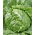 Eisbergsalat 'Beata'