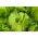 Butterhead lettuce "Zina" - winters without covers - 900 seeds