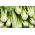 Cellery "Verde Pascal" - debele, okusne, bledo zelene liste - 2600 semen - Apium graveolens - semena