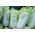 Napa cabbage "Pacifiko F1" - early Dutch variety - 20 seeds
