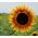 观赏向日葵“暮光之城” - 黄色，红棕色环 - Helianthus annuus - 種子