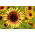 观赏向日葵“暮光之城” - 黄色，红棕色环 - Helianthus annuus - 種子