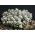 ヒヤシンスの花が咲くロケットキャンディタフト。苦いcandytuft、野生のcandytuft  -  400の種 - Iberis amara hyacinthiflora  - シーズ