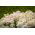 ヒヤシンスの花が咲くロケットキャンディタフト。苦いcandytuft、野生のcandytuft  -  400の種 - Iberis amara hyacinthiflora  - シーズ