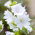 Malva muschiata - 90 semi - Malva moschata