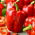 Paprika - Granova - 70 seemned - Capsicum L.