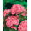 Рожево-оранжевий Sweet William "Newport Pink" - 450 насінин - Dianthus barbatus - насіння