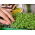 Microgreens - Lemon basil "Mrs Burns" - daun muda dengan rasa luar biasa - biji 1950 - Ocimum citriodorum