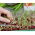 Microgreens - Acelga - 450 semillas - Beta vulgaris var. vulgaris