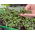 Microgreens - Red kale "Scarlet" - frunze tinere cu gust excepțional - 900 de semințe - Brassica oleracea L. var. sabellica L.
