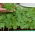 Microgreens - Niedrige Kapuzinerkresse - junge, leckere  Blätter