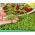 Microgreens - Orvosi vízitorma - 8000 magok - Nasturtium officinale W. T. Aiton