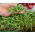 Microgreens - Radieschen - Pfeffrig, zart und ausgewogen - Samen