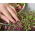 Microgreens - Red amaranth - nuoret lehdet, joilla on ainutlaatuinen maku - 4000 siementä -  - siemenet