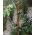 Tuteur de support de cocotier - 32 mm / 100 cm - 