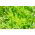 Lechuga iceberg - Regina Dei Ghiacci - BIO - 475 semillas - Lactuca sativa L.