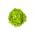 Lechuga iceberg - Regina Dei Ghiacci - BIO - 475 semillas - Lactuca sativa L.