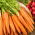 Morcov "Arleta" - soi extrem de productiv ideal pentru sucuri - 4250 de semințe - Daucus carota ssp. sativus 