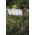 "Crown" railing-mounted balcony box - white - 58 cm