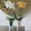 Obal na orchidey "Wenus" - 14,6 cm - svetlozelený - 