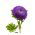 Lilla pompom-lilleline aster - 500 seemnet - Callistephis chinensis - seemned