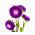 Lilla pompom-lilleline aster - 500 seemnet - Callistephis chinensis - seemned