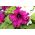 Petunie s rozcuchanými květy - odrůda mix - 80 semen - Petunia x hybrida fimbriatta  - semena