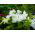 Petunie s rozcuchanými květy - odrůda mix - 80 semen - Petunia x hybrida fimbriatta  - semena